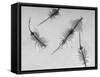 Brine Shrimp, Only Animal That Can Live in the Great Salt Lake-Fritz Goro-Framed Stretched Canvas