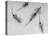 Brine Shrimp, Only Animal That Can Live in the Great Salt Lake-Fritz Goro-Stretched Canvas