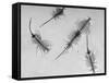 Brine Shrimp, Only Animal That Can Live in the Great Salt Lake-Fritz Goro-Framed Stretched Canvas
