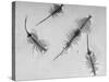 Brine Shrimp, Only Animal That Can Live in the Great Salt Lake-Fritz Goro-Stretched Canvas