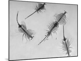 Brine Shrimp, Only Animal That Can Live in the Great Salt Lake-Fritz Goro-Mounted Photographic Print