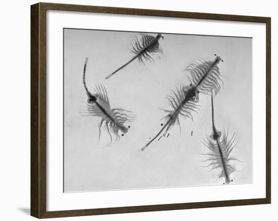 Brine Shrimp, Only Animal That Can Live in the Great Salt Lake-Fritz Goro-Framed Photographic Print