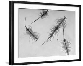 Brine Shrimp, Only Animal That Can Live in the Great Salt Lake-Fritz Goro-Framed Photographic Print