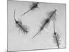 Brine Shrimp, Only Animal That Can Live in the Great Salt Lake-Fritz Goro-Mounted Photographic Print