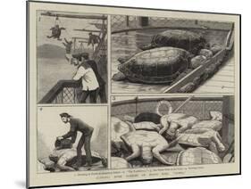 Bringing Home Turtles on Board HMS Jumna-John Charles Dollman-Mounted Giclee Print