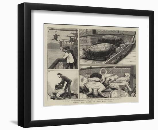 Bringing Home Turtles on Board HMS Jumna-John Charles Dollman-Framed Premium Giclee Print