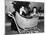 Bringing Up Baby, Cary Grant, Katharine Hepburn, 1938-null-Mounted Photo