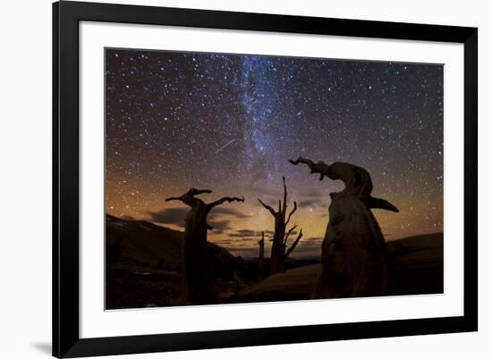 Bristlecone pine, Ancient Bristlecone Pine Forest, White Mountains, California-Art Wolfe-Framed Premium Photographic Print