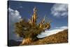 Bristlecone pine at sunset, White Mountains, Inyo National Forest, California-Adam Jones-Stretched Canvas