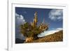 Bristlecone pine at sunset, White Mountains, Inyo National Forest, California-Adam Jones-Framed Photographic Print