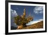 Bristlecone pine at sunset, White Mountains, Inyo National Forest, California-Adam Jones-Framed Photographic Print