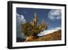 Bristlecone pine at sunset, White Mountains, Inyo National Forest, California-Adam Jones-Framed Photographic Print