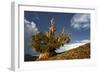 Bristlecone pine at sunset, White Mountains, Inyo National Forest, California-Adam Jones-Framed Photographic Print