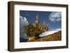 Bristlecone pine at sunset, White Mountains, Inyo National Forest, California-Adam Jones-Framed Photographic Print