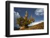 Bristlecone pine at sunset, White Mountains, Inyo National Forest, California-Adam Jones-Framed Photographic Print