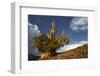 Bristlecone pine at sunset, White Mountains, Inyo National Forest, California-Adam Jones-Framed Photographic Print