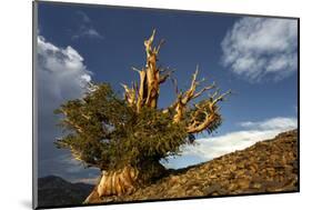 Bristlecone pine at sunset, White Mountains, Inyo National Forest, California-Adam Jones-Mounted Photographic Print