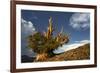 Bristlecone pine at sunset, White Mountains, Inyo National Forest, California-Adam Jones-Framed Photographic Print