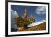 Bristlecone pine at sunset, White Mountains, Inyo National Forest, California-Adam Jones-Framed Photographic Print