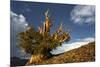 Bristlecone pine at sunset, White Mountains, Inyo National Forest, California-Adam Jones-Mounted Photographic Print