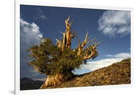 Bristlecone pine at sunset, White Mountains, Inyo National Forest, California-Adam Jones-Framed Photographic Print