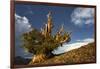 Bristlecone pine at sunset, White Mountains, Inyo National Forest, California-Adam Jones-Framed Photographic Print