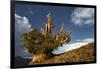 Bristlecone pine at sunset, White Mountains, Inyo National Forest, California-Adam Jones-Framed Photographic Print