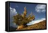 Bristlecone pine at sunset, White Mountains, Inyo National Forest, California-Adam Jones-Framed Stretched Canvas