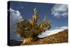 Bristlecone pine at sunset, White Mountains, Inyo National Forest, California-Adam Jones-Stretched Canvas
