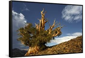 Bristlecone pine at sunset, White Mountains, Inyo National Forest, California-Adam Jones-Framed Stretched Canvas