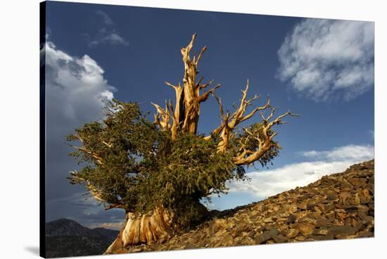 Bristlecone pine at sunset, White Mountains, Inyo National Forest, California-Adam Jones-Stretched Canvas