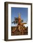 Bristlecone pine at sunset, White Mountains, Inyo National Forest, California-Adam Jones-Framed Photographic Print