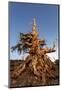 Bristlecone pine at sunset, White Mountains, Inyo National Forest, California-Adam Jones-Mounted Photographic Print