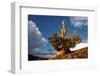 Bristlecone pine at sunset, White Mountains, Inyo National Forest, California-Adam Jones-Framed Photographic Print