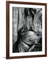 Bristlecone Pine, California, 1977-Brett Weston-Framed Photographic Print