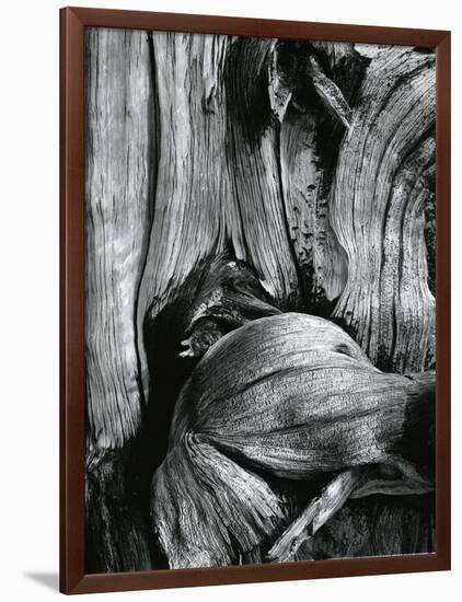 Bristlecone Pine, California, 1977-Brett Weston-Framed Photographic Print