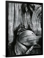 Bristlecone Pine, California, 1977-Brett Weston-Framed Photographic Print