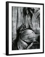 Bristlecone Pine, California, 1977-Brett Weston-Framed Photographic Print