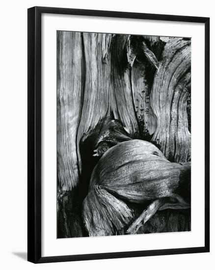 Bristlecone Pine, California, 1977-Brett Weston-Framed Photographic Print