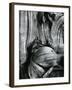 Bristlecone Pine, California, 1977-Brett Weston-Framed Photographic Print