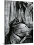 Bristlecone Pine, California, 1977-Brett Weston-Mounted Photographic Print