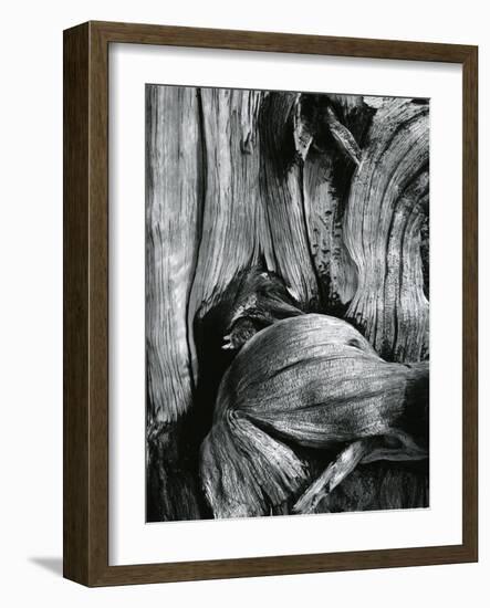 Bristlecone Pine, California, 1977-Brett Weston-Framed Photographic Print