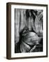 Bristlecone Pine, California, 1977-Brett Weston-Framed Photographic Print