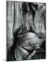 Bristlecone Pine, California, 1977-Brett Weston-Mounted Photographic Print