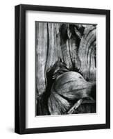 Bristlecone Pine, California, 1977-Brett Weston-Framed Premium Photographic Print