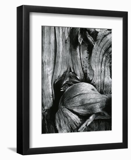 Bristlecone Pine, California, 1977-Brett Weston-Framed Premium Photographic Print