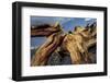 Bristlecone pine roots, White Mountains, Inyo National Forest, California-Adam Jones-Framed Photographic Print