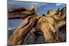 Bristlecone pine roots, White Mountains, Inyo National Forest, California-Adam Jones-Mounted Photographic Print