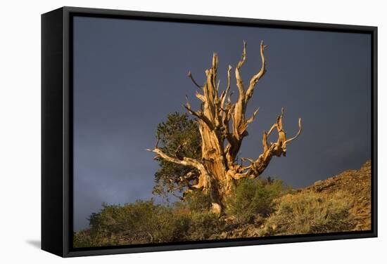 Bristlecone Pine Solitary Standing-null-Framed Stretched Canvas