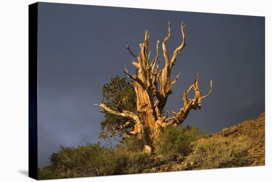 Bristlecone Pine Solitary Standing-null-Stretched Canvas